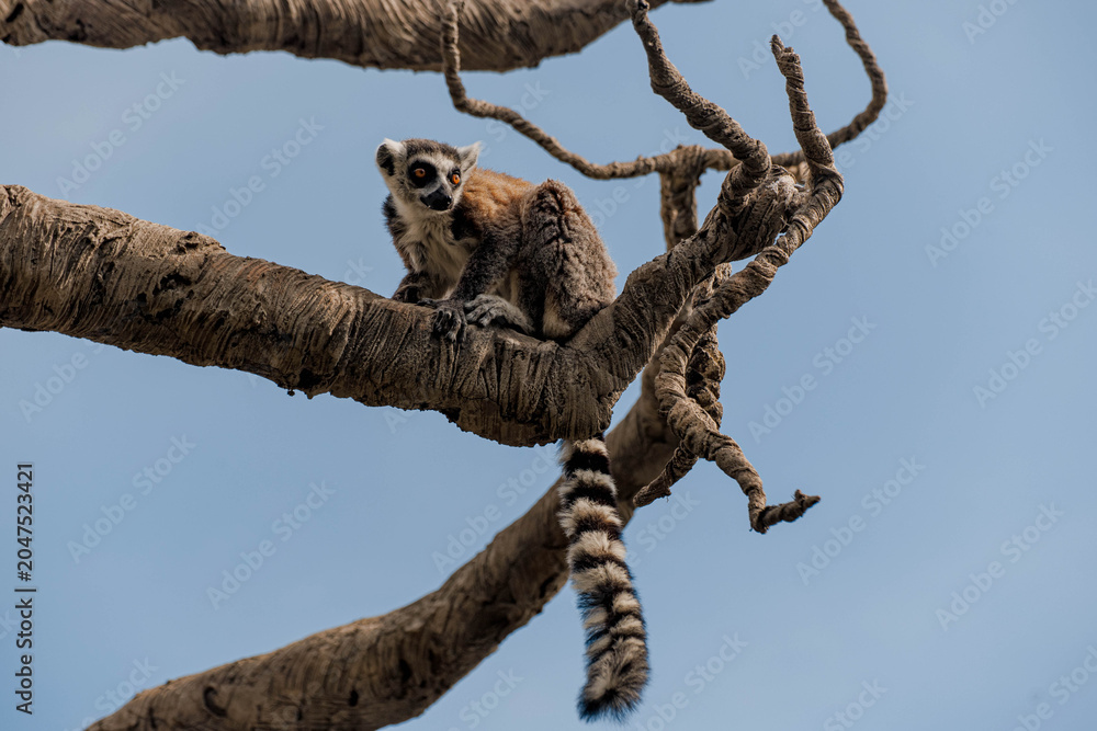 Naklejka premium Ring-tailed lemur stands on a branch in a natural setting. The lemur has distinctive black and white facial markings and a long striped tail