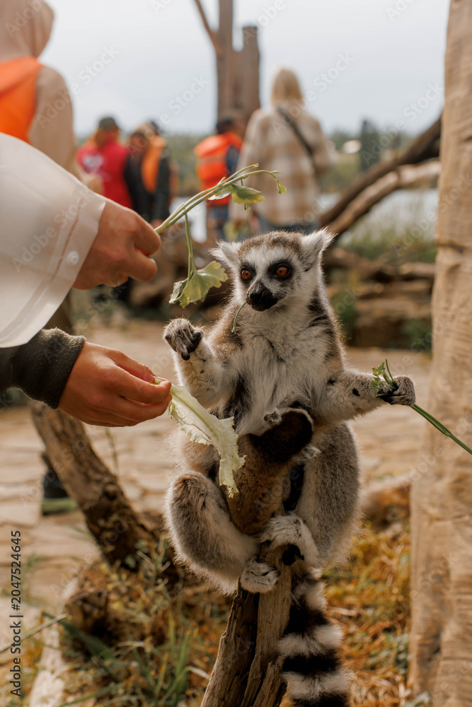 Naklejka premium Ring-tailed hungry and friendly lemur eating treats at the zoo
