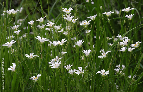 Greater stitchwort white wild flowers on the forest floor in close up