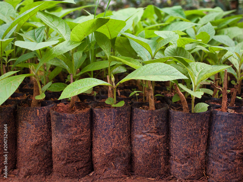 Teak saplings are planted in black plastic bags in a nursery bed.
