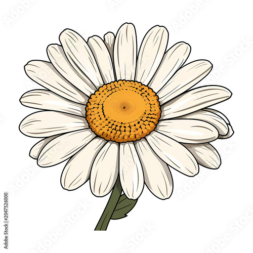Daisy flower isolated