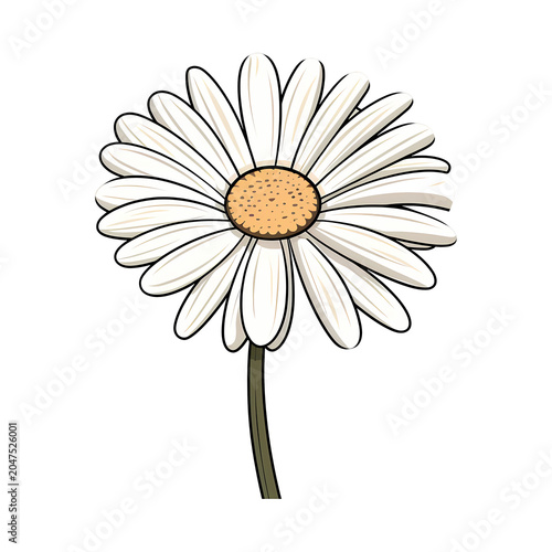 Daisy flower isolated