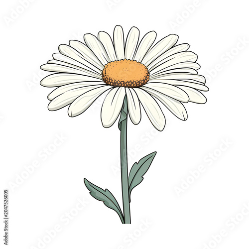Daisy flower isolated