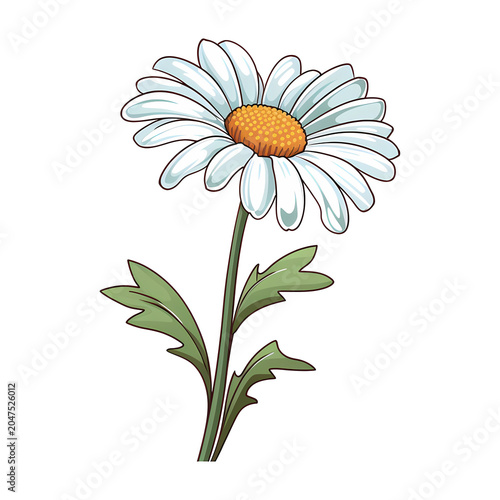 Daisy flower isolated