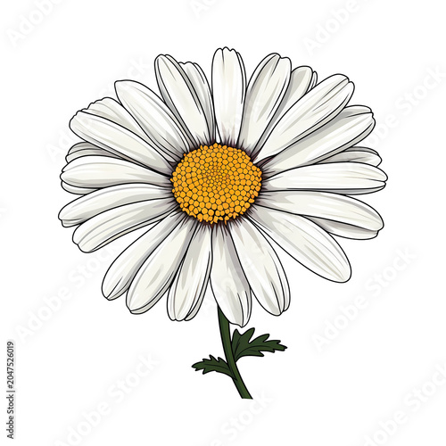 Daisy flower isolated