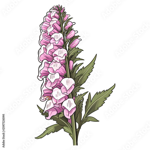 Foxglove flower isolated