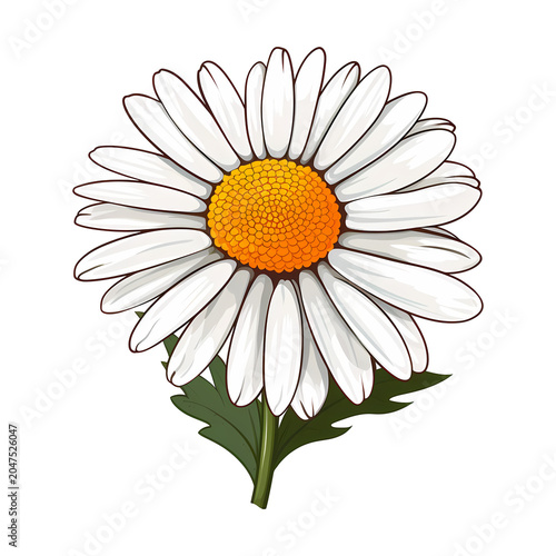 Daisy flower isolated
