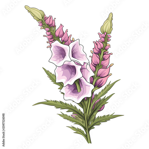 Foxglove flower isolated