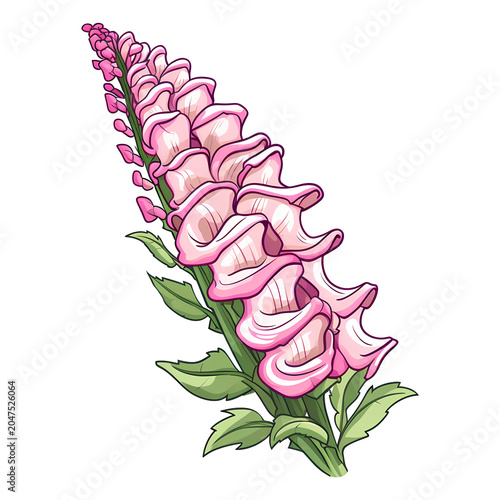 Foxglove flower isolated