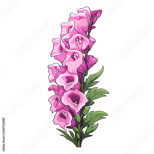 Foxglove flower isolated