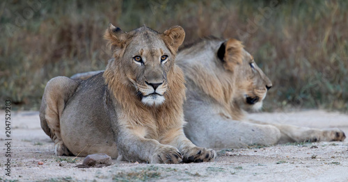 two young male lions are lying together