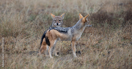 a pair of black backed jackals