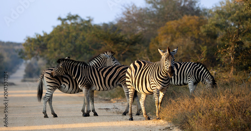a herd of zebras in golden light