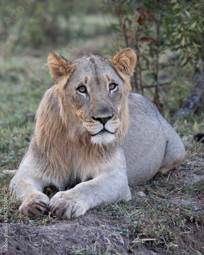 Portrait of a young male lion