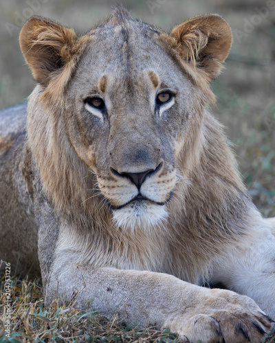 Portrait of a young male lion