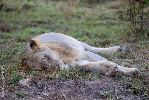 a young male lion sleeping