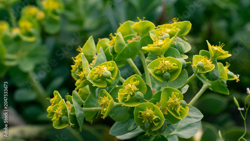 Foto Nature geometry – euphorbia cyathia and capsules in sharp detail