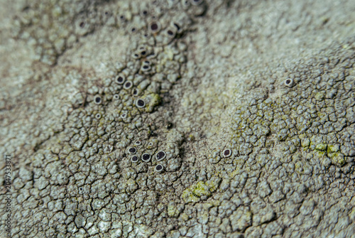 Tableau sur toile Extreme macro of lichen apothecia pattern on rock texture