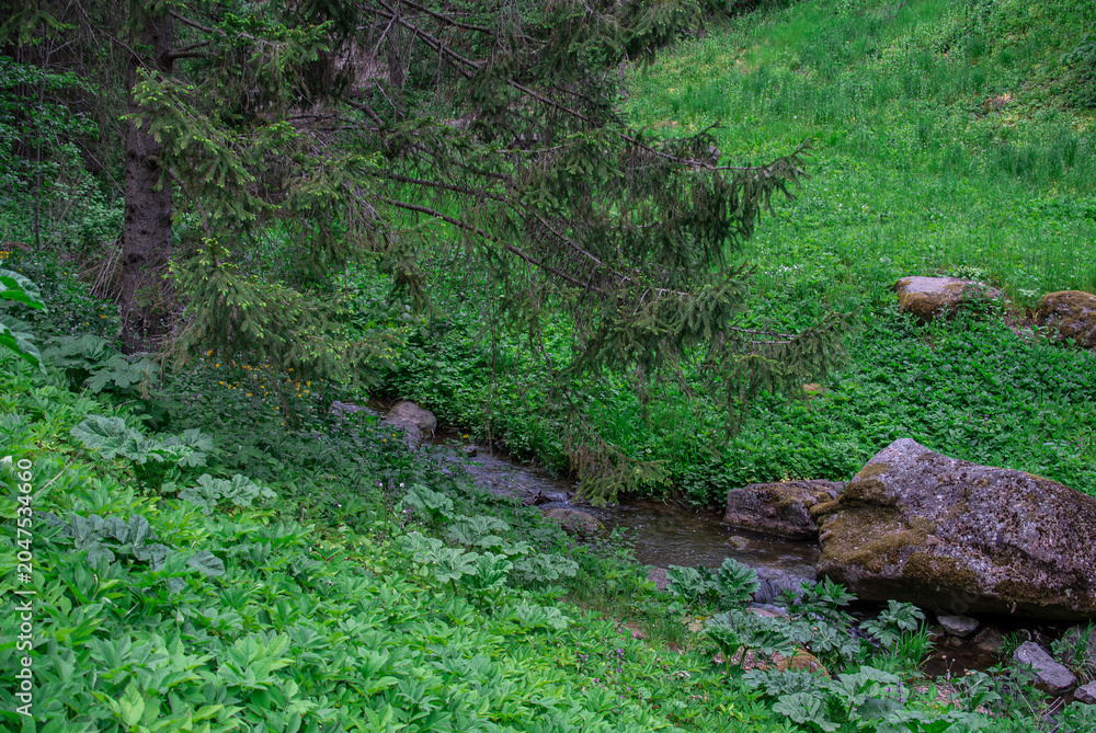Fototapeta premium Wild creek flowing between mossy boulders in a summer park 