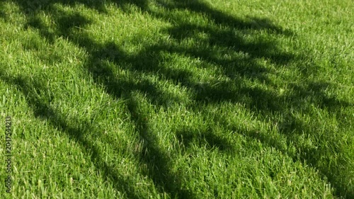 Close up view of green lawn with tree shadows on grass background. Sweden.