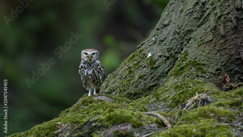 The little owl (Athene noctua), also known as the owl of Athena or owl of Minerva, is a bird that inhabits much of the temperate and warmer parts of Europe