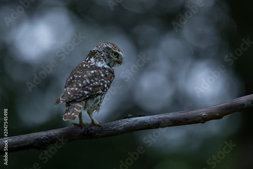 The little owl (Athene noctua), also known as the owl of Athena or owl of Minerva, is a bird that inhabits much of the temperate and warmer parts of Europe