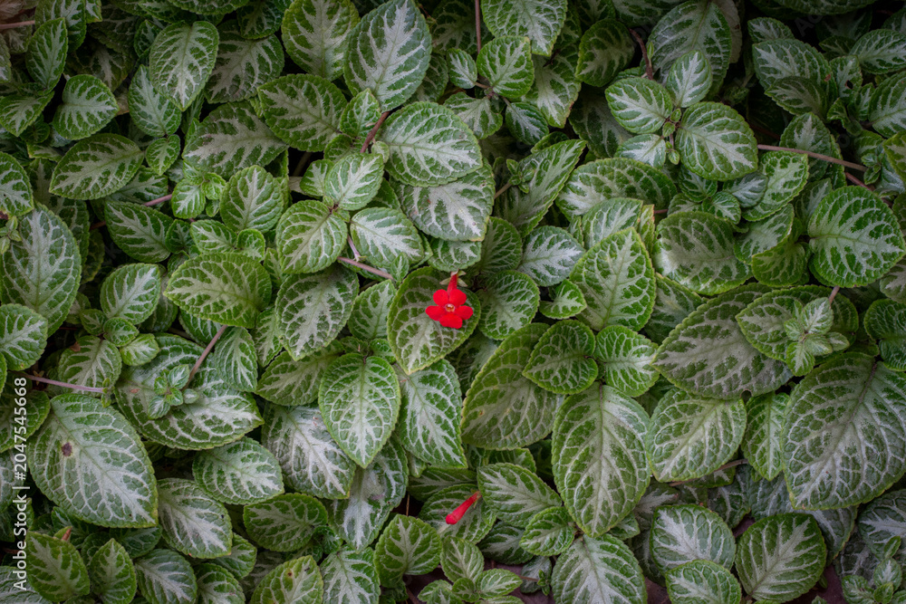 Obraz premium Episcia cupreata Tropical Green Foliage Background with Red Flower Accent, Decorative Green Leaves Texture and Natural Garden Ground Cover