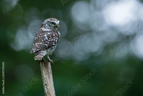 The little owl (Athene noctua), also known as the owl of Athena or owl of Minerva, is a bird that inhabits much of the temperate and warmer parts of Europe