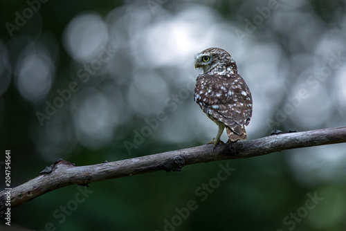 The little owl (Athene noctua), also known as the owl of Athena or owl of Minerva, is a bird that inhabits much of the temperate and warmer parts of Europe