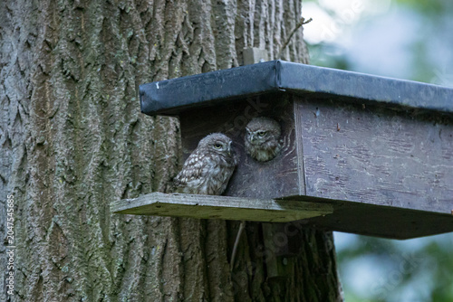 The little owl (Athene noctua), also known as the owl of Athena or owl of Minerva, is a bird that inhabits much of the temperate and warmer parts of Europe