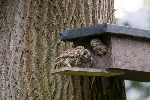 The little owl (Athene noctua), also known as the owl of Athena or owl of Minerva, is a bird that inhabits much of the temperate and warmer parts of Europe