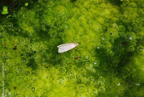 Canvas Print This image shows a small, whitish moth resting on a thick layer of green algae and bubbling water