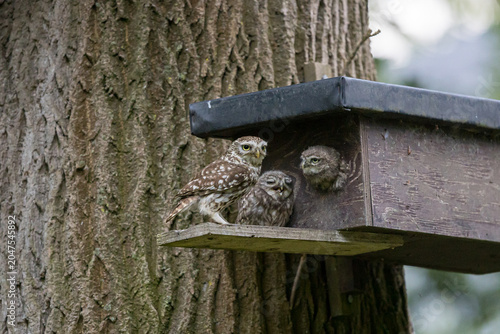 The little owl (Athene noctua), also known as the owl of Athena or owl of Minerva, is a bird that inhabits much of the temperate and warmer parts of Europe