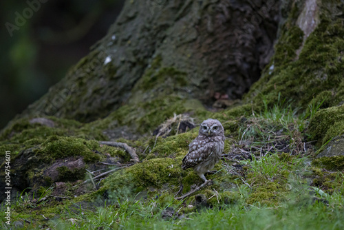 The little owl (Athene noctua), also known as the owl of Athena or owl of Minerva, is a bird that inhabits much of the temperate and warmer parts of Europe