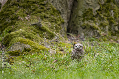 The little owl (Athene noctua), also known as the owl of Athena or owl of Minerva, is a bird that inhabits much of the temperate and warmer parts of Europe