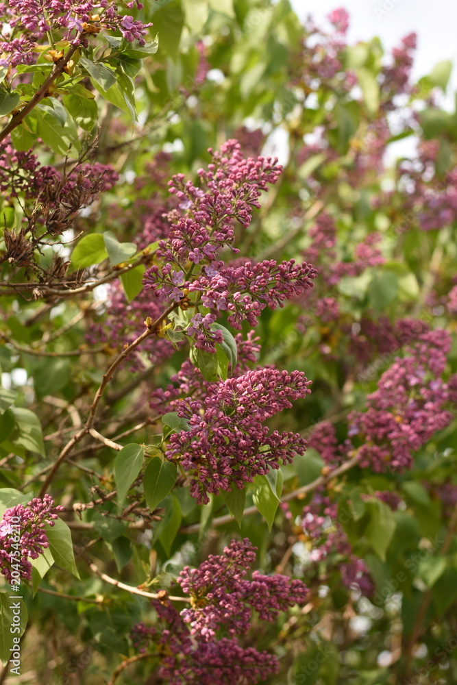 Obraz premium Blooming lilac flowers on a branch in a spring garden with soft natural light and fresh green background.