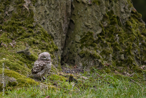 The little owl (Athene noctua), also known as the owl of Athena or owl of Minerva, is a bird that inhabits much of the temperate and warmer parts of Europe