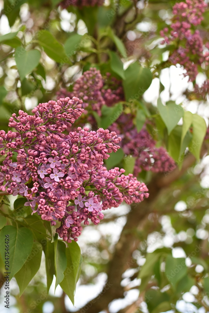 Obraz premium Vertical close up of blooming lilac flowers with delicate purple petals and fresh spring greenery in natural daylight.