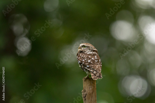 The little owl (Athene noctua), also known as the owl of Athena or owl of Minerva, is a bird that inhabits much of the temperate and warmer parts of Europe