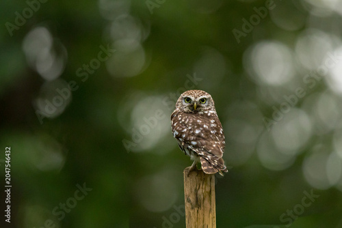 The little owl (Athene noctua), also known as the owl of Athena or owl of Minerva, is a bird that inhabits much of the temperate and warmer parts of Europe