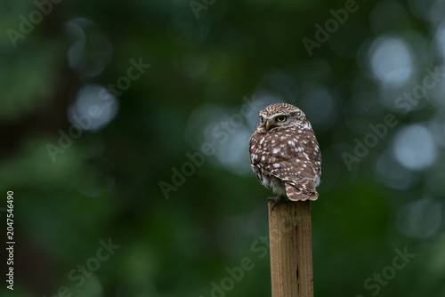 The little owl (Athene noctua), also known as the owl of Athena or owl of Minerva, is a bird that inhabits much of the temperate and warmer parts of Europe