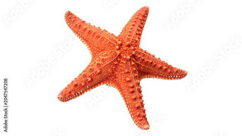 Slika na platnu Bright orange natural starfish tropical marine life echinoderm object on transpa