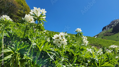 Narcissus-flowered Anemone (Anemonastrum narcissiflorum) is a perennial wildflower of subalpine meadows, bearing clusters of white flowers with bright yellow centers in Tamdere highland in Dereli, Gir