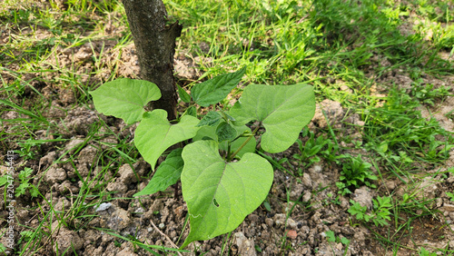Tablou pe pânză Traditional climbing bean variety from the Giresun region of Turkey, known locally as “fakir fasulyesi,” with long, slender, tender pods used in local cuisine