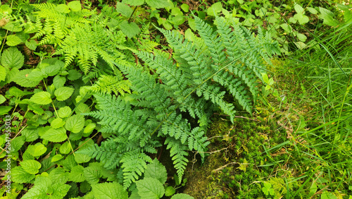 Fotografie Dense fern foliage, likely Dryopteris dilatata, thriving in a moist, shaded forest habitat