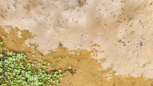 Bild auf Leinwand Large group of tadpoles swimming in a shallow muddy pond, highlighting amphibian breeding habitat and the ecological challenges posed by drought and declining water levels