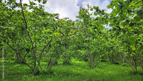 Lush hazelnut (Corylus avellana) orchard in Giresun, Turkey. Multi-stemmed trees thrive in the Black Sea climate and are carefully pruned for productive growth.