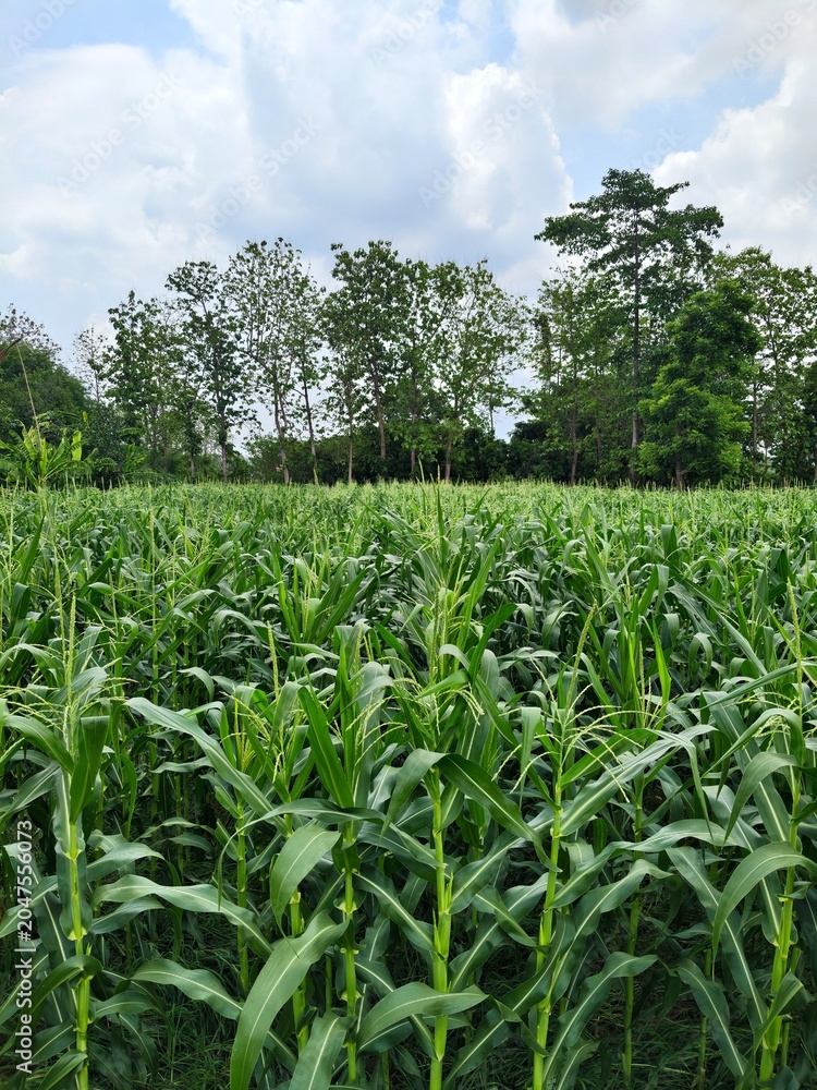 Fototapeta premium field of corn