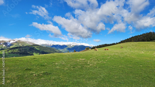 Bilde på lerret Spring scenery in Kümbet Plateau, Dereli, Giresun, featuring snowmelt on mountain slopes and colorful wildflowers blooming across green meadows in the Black Sea highlands