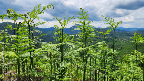 фотографія Pteridium aquilinum, known as bracken fern, thrives in the lush valleys and forests of Türkiye’s Black Sea region